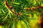 	Ветка сосны
	
