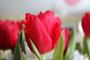 Тюльпан красный