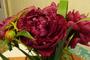 Друзья подарили пионы