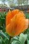 Тюльпан.
