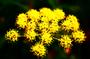 	Желтые соцветия
	