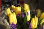 Желтые тюльпаны