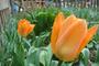 Оранжевый тюльпан.